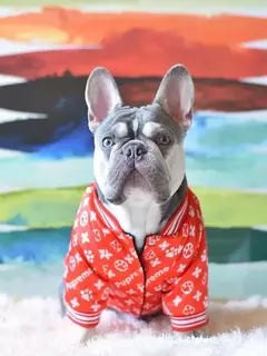Jaqueta pet - comprar online