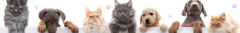 Banner de la categoría  Mascotas