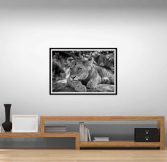 SERENGETI LION
