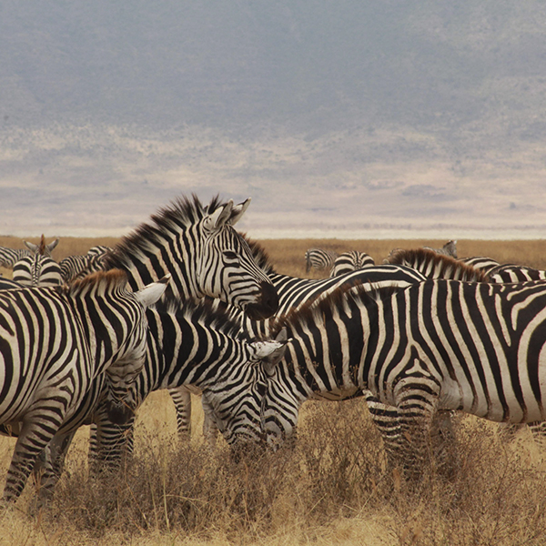 The Tanzania Collection