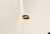 Anillo Roman en internet