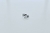 Anillo Leaves en internet