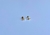Broquel Pearl Pebble en internet