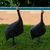 Galinha da Angola M - loja online