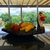 Gamela Galinha-d’Angola - Madore Home