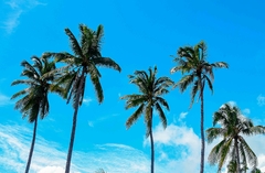 Coqueiros tropicais se destacam sob um céu azul vibrante e limpo em cenário paradisíaco de verão. Fotografia ensolarada com vibe praiana.