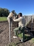 Bombacha de campo "verde” - La vuelta al pago
