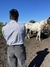 Bombacha de campo "gris” - comprar online