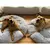 caminha pet nuvem colorido tie day rosa cachorro gato antialérgico vários tamanhos - comprar online
