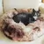 caminha pet nuvem colorido tie day rosa cachorro gato antialérgico vários tamanhos
