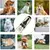 Navalha Para Cão Conjunto De 7 Peças Pet Groomer Recarregável Gato Aliciamento Trimmer Kit - loja online