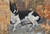 Callejero 3 - comprar online