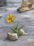 Grindelia y los Guardianes - Gaston Bejarano GABE