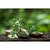 Moringa em Pó Puro 2Kg Chá Premium Natural - SLR Imports | Produtos Naturais de Qualidade