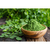 Moringa em Pó Puro 200g Chá Premium Natural - SLR Imports | Produtos Naturais de Qualidade