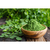 Kit Psyllium + Moringa 100% Pura Natural - loja online