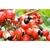 Guaraná em Pó 100% Puro 200g Natural Premium