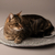 Alfombra Rascadora para Gato Algodon 50cm en internet