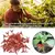 Grampos de suporte de plantas plásticas, Grampos para plantas saudáveis, Vine na internet