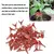 Grampos de suporte de plantas plásticas, Grampos para plantas saudáveis, Vine - loja online