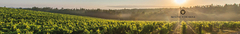 Banner de la categoría Montes Toscanini