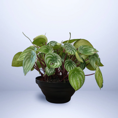 6 Cuias Plásticas para Plantas - 25cm diâmetro - comprar online