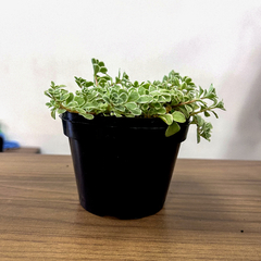 30 Vasos de Plástico para Plantas – Tamanho 11x8cm na internet