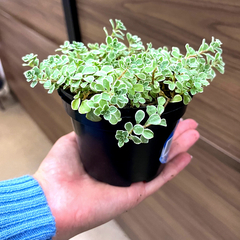 30 Vasos de Plástico para Plantas – Tamanho 11x8cm - comprar online