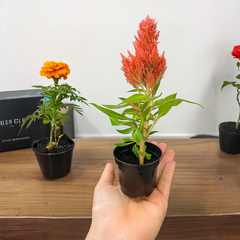 50 Mini Vasos Plásticos para Cactos e Suculentas – 6x5cm - comprar online
