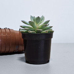 50 Mini Vasos Plásticos para Cactos e Suculentas – 6x5cm na internet