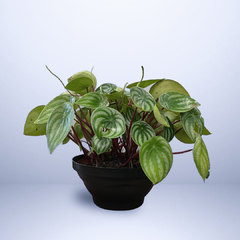 6 Cuias Plásticas para Plantas - 21cm diâmetro - comprar online