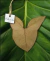 Folhagem taioba - comprar online