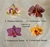 Oreades del Bosque: Collar con Orquídea esculpida y piedras en alambrismo en internet
