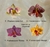 Fairys: Collares de Orquídea Artesanal con alambrismo y piedra a elección - Cherry Wine