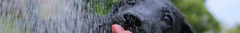 Banner da categoria COMEDOUROS E BEBEDOUROS