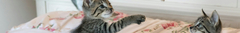 Banner da categoria GATOS