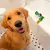 Petz Jet - A maneira rápida de dar banho em qualquer pet! - comprar online
