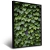 Quadro Monte De Folhas Verdes Em Parede - Quadro Pronto