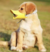 Focinheira Bico de Pato em Silicone para Cães