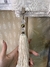 Pesas para mantel - IN Deco Home