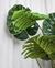 Monstera 1 Metro en internet