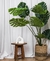 Monstera 1 Metro - comprar online