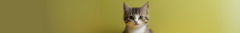 Banner de la categoría Gatos