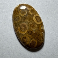 Coral fósil