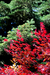 Acer Palmarum na internet