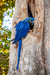 Arara Azul no Ninho na internet