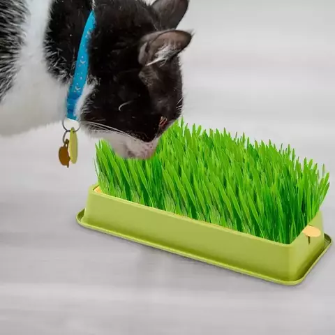 cultivo hidropônico