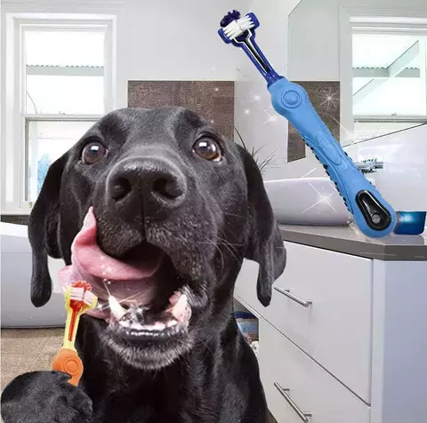 escova dental pet

