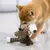 Immortal Squeaker – O Brinquedo Indestrutível para Cães com Mordida Forte na internet