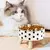 Imagem do Tigela para cães e gatos com bolinhas xadrez em aço inoxidável resistente